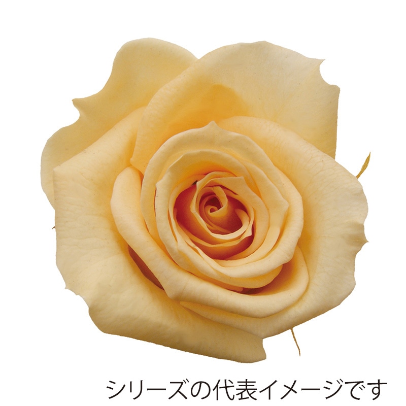 ドルチェピンク