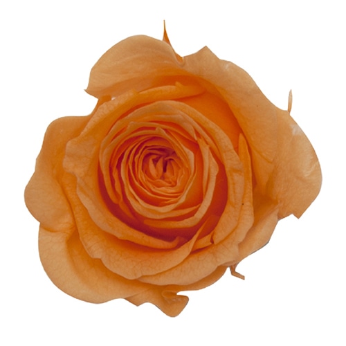 モノ・インターナショナル Primavera　プリザーブドフラワー　ローズ ベベ　ピーチ 85104 1箱（ご注文単位1箱）【直送品】