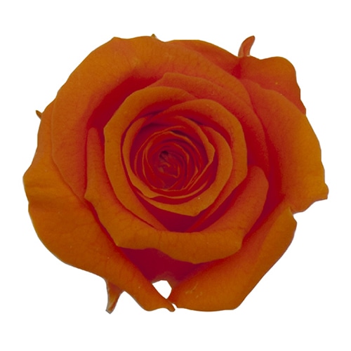 モノ・インターナショナル Primavera　プリザーブドフラワー　ローズ ベベ　オレンジ 85105 1箱（ご注文単位1箱）【直送品】