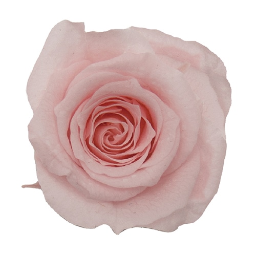 モノ・インターナショナル Primavera　プリザーブドフラワー　ローズ ベベ　ライトピンク 85106 1箱（ご注文単位1箱）【直送品】