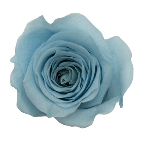 モノ・インターナショナル Primavera　プリザーブドフラワー　ローズ ベベ　ライトブルー 85109 1箱（ご注文単位1箱）【直送品】