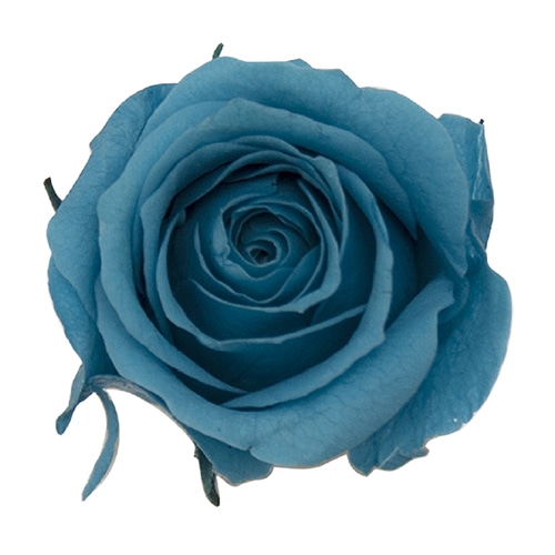 モノ・インターナショナル Primavera　プリザーブドフラワー　ローズ ベベ　ブルー 85110 1箱（ご注文単位1箱）【直送品】