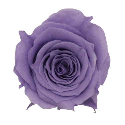 モノ・インターナショナル Primavera　プリザーブドフラワー　ローズ ベベ　リラ 85114 1箱（ご注文単位1箱）【直送品】