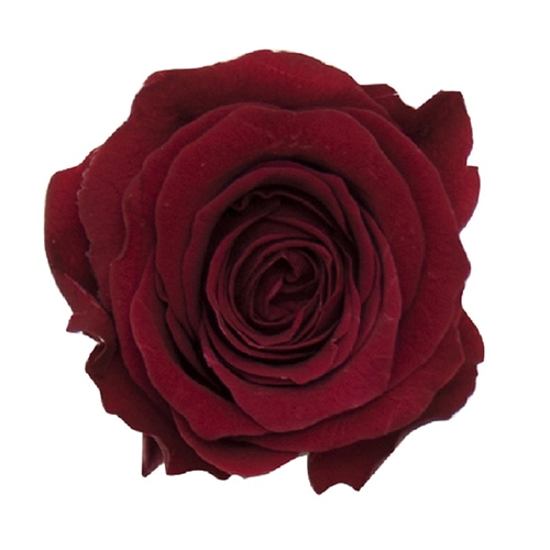 モノ・インターナショナル Primavera　プリザーブドフラワー　ローズ ベベ　テラコッタ 85118 1箱（ご注文単位1箱）【直送品】