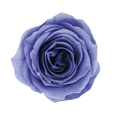 モノ・インターナショナル Primavera　プリザーブドフラワー　ローズ ベベ　フジイロ 85123 1箱（ご注文単位1箱）【直送品】