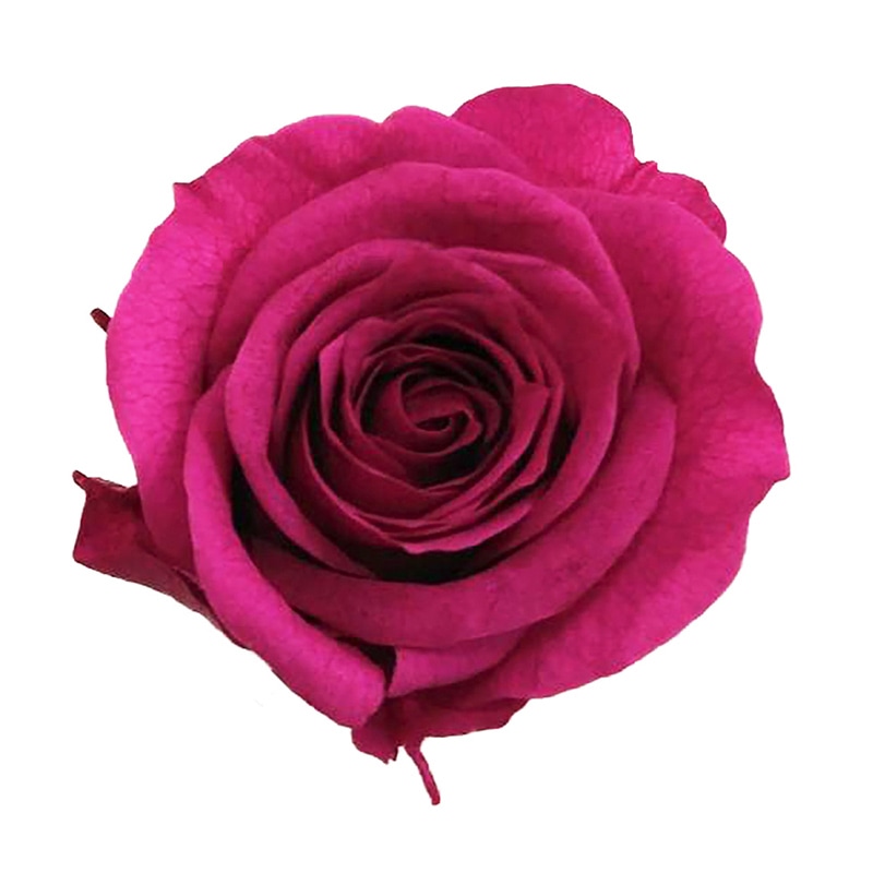 モノ・インターナショナル Primavera　プリザーブドフラワー　ローズ ベベ　カシスベリー 85125 1箱（ご注文単位1箱）【直送品】