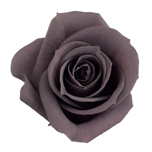 モノ・インターナショナル Primavera　プリザーブドフラワー　ローズ ベベ　チャコール 85126 1箱（ご注文単位1箱）【直送品】