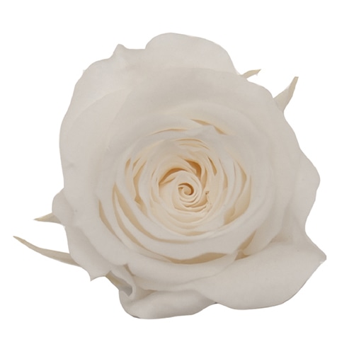 モノ・インターナショナル Primavera　プリザーブドフラワー　ローズ ベベ　スノーホワイト 85132 1箱（ご注文単位1箱）【直送品】