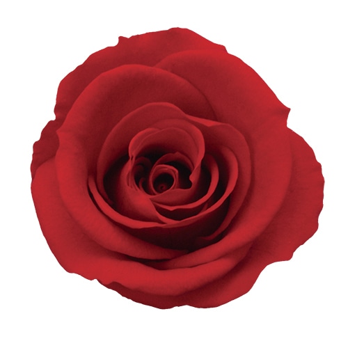 モノ・インターナショナル Primavera　プリザーブドフラワー　ローズ ミニーニ　レッド 85319 1箱（ご注文単位1箱）【直送品】