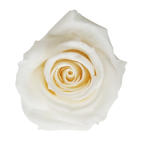 スノーホワイト