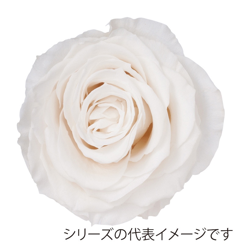 スノーホワイト