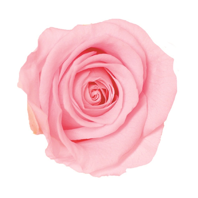 フェアリーピンク