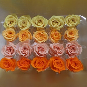 モノ・インターナショナル Primavera　プリザーブドフラワー　ローズ ベベアソート　ビタミン 86392 1箱（ご注文単位1箱）【直送品】