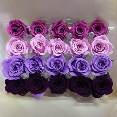 モノ・インターナショナル Primavera　プリザーブドフラワー　ローズ ベベアソート　ワイン 86393 1箱（ご注文単位1箱）【直送品】