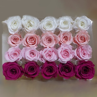 モノ・インターナショナル Primavera　プリザーブドフラワー　ローズ ベベアソート　スウィート 86394 1箱（ご注文単位1箱）【直送品】