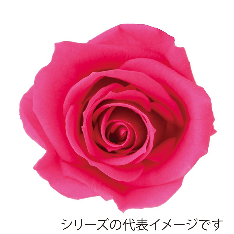 フラミンゴピンク