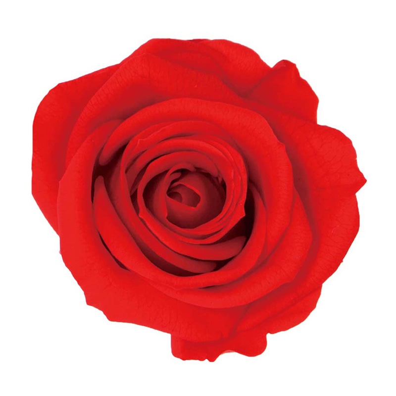 モノ・インターナショナル Primavera プリザーブドフラワー 86537 ニーナ カルメンレッド 1箱(ご注文単位1箱)【直送品】