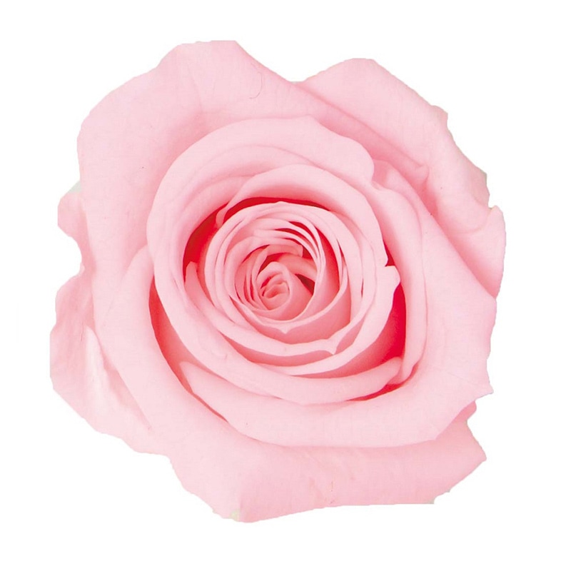 フェアリーピンク