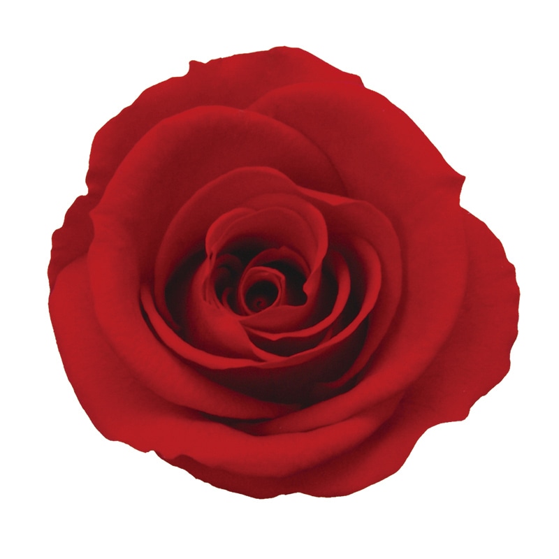 モノ・インターナショナル Primavera　プリザーブドフラワー 86619　ミニーニ レッド 1箱（ご注文単位1箱）【直送品】