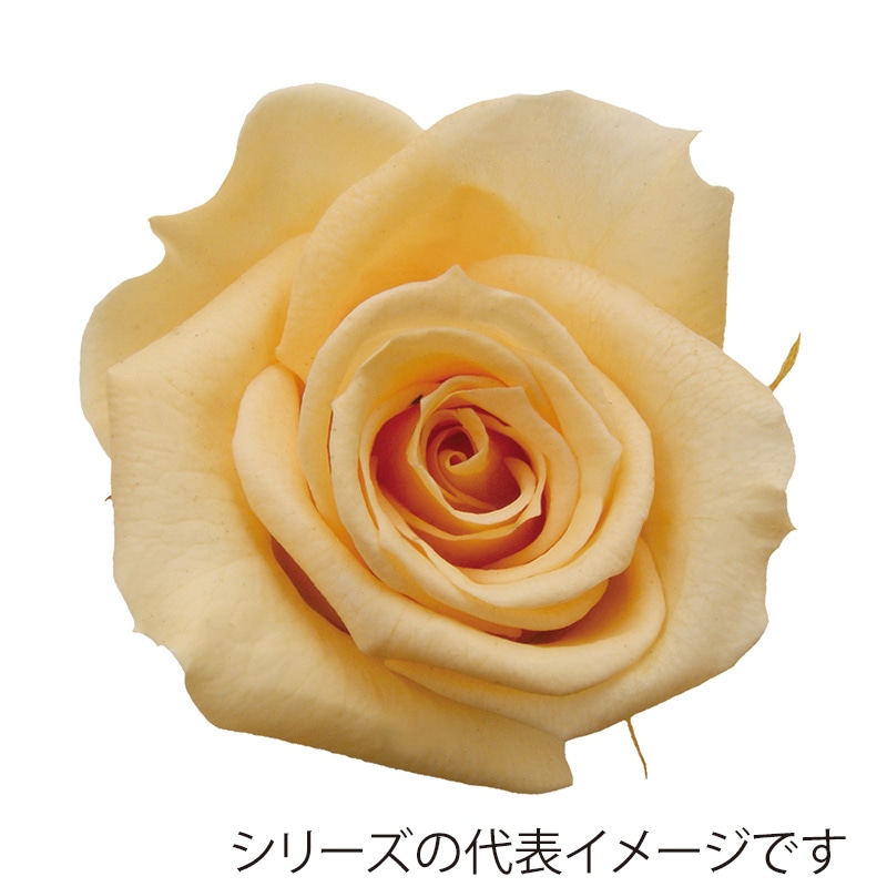 シュークリーム