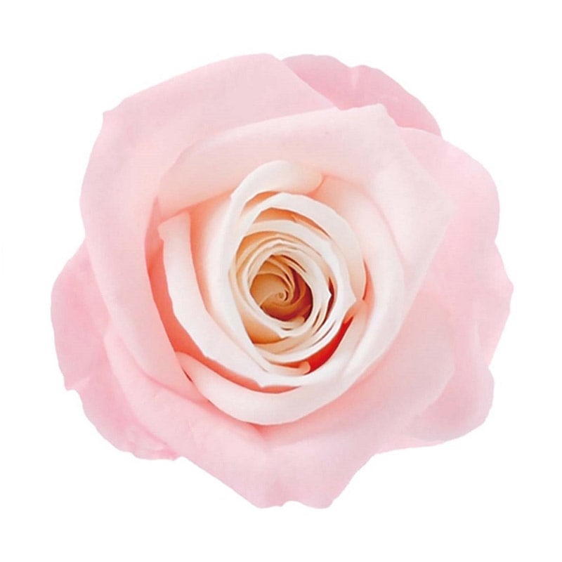 モノ・インターナショナル Primavera プリザーブドフラワー 87400 ニーナキャンディー ミルクストロベリー 1箱(ご注文単位1箱)【直送品】