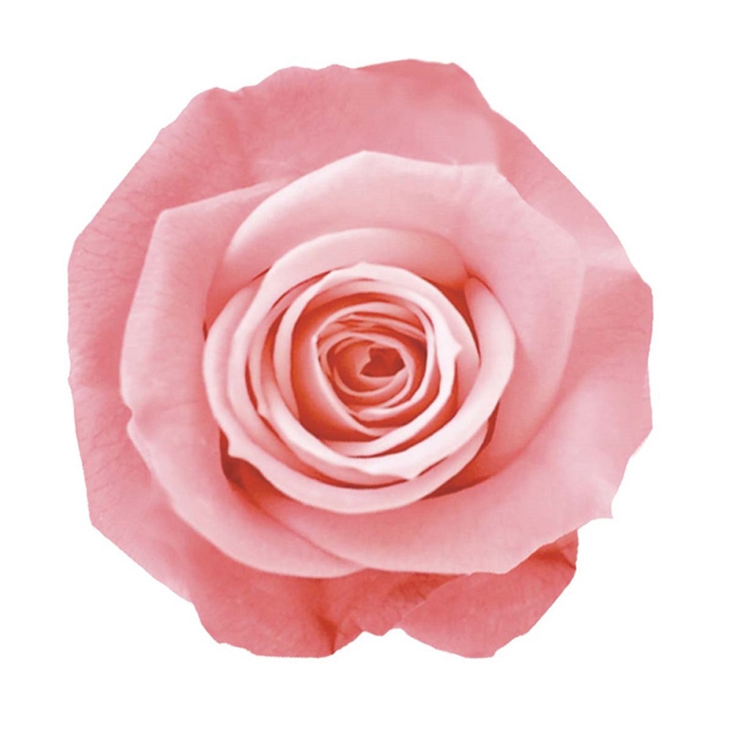 モノ・インターナショナル Primavera プリザーブドフラワー 87801 ミニーニキャンディーローズ ストロベリー 1箱(ご注文単位1箱)【直送品】