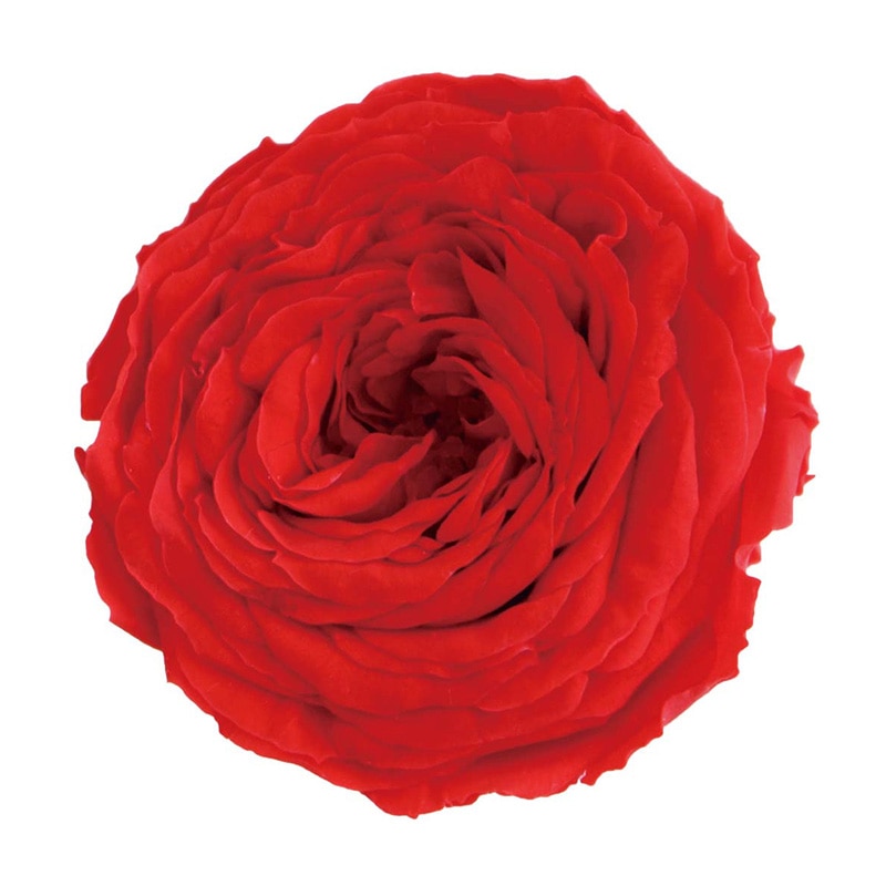 モノ・インターナショナル Primavera　プリザーブドフラワー 88419　ガーデンローズ レッド 1箱（ご注文単位1箱）【直送品】