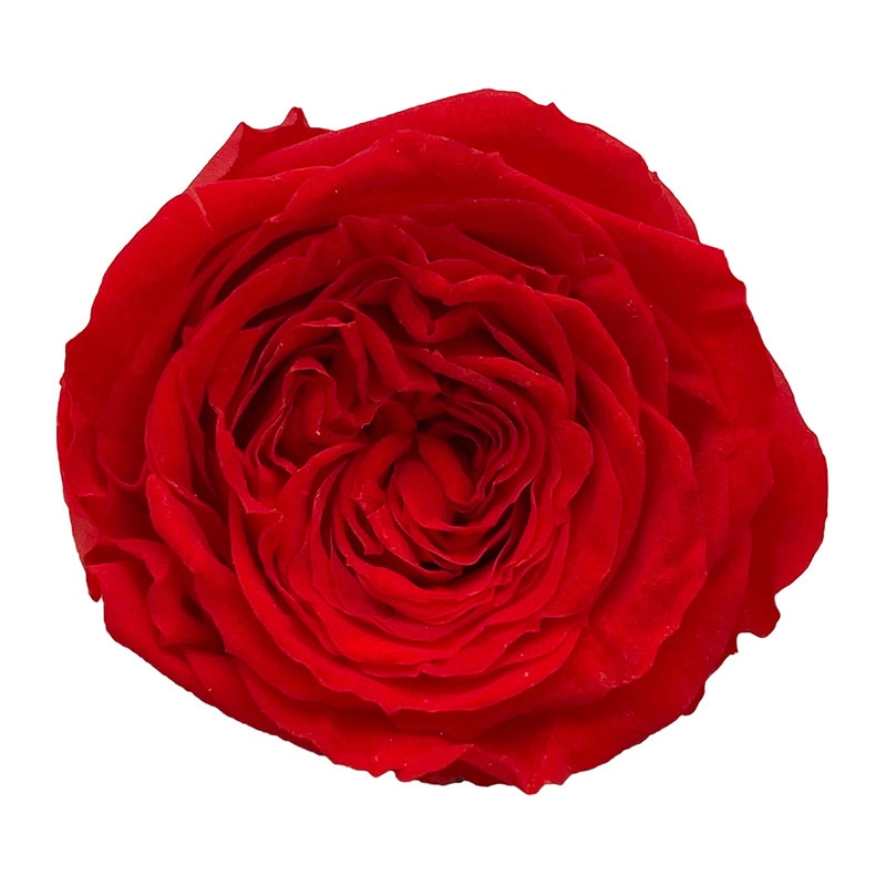 モノ・インターナショナル Primavera プリザーブドフラワー ローズ ナナガーデン カルメンレッド 88437 1箱(ご注文単位1箱)【直送品】