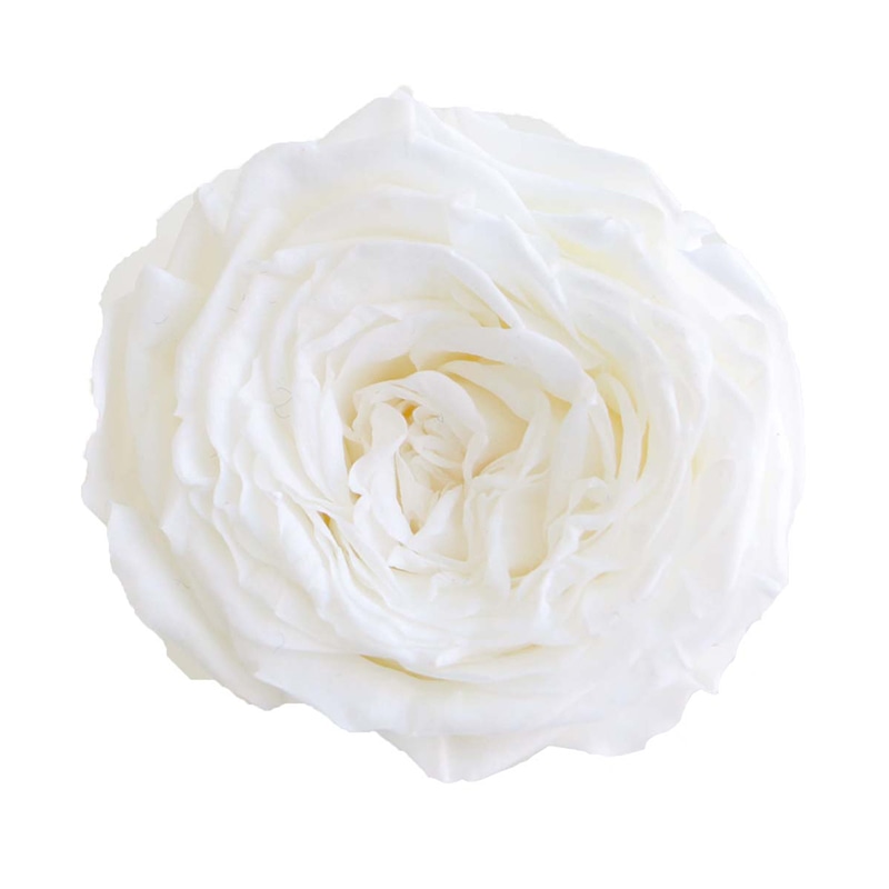 ピュアホワイト