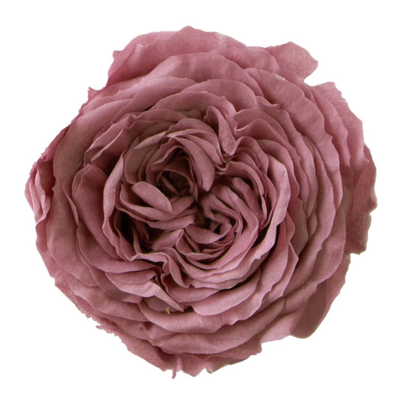 ディープライラック