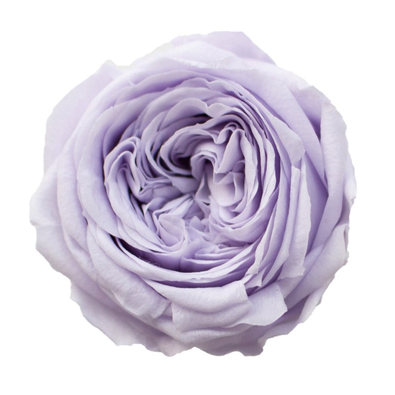 ブルーライラック