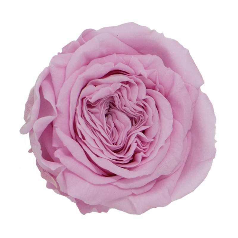 モノ・インターナショナル Primavera プリザーブドフラワー ナナガーデンローズ プリンセスピンク 88451 1箱(ご注文単位1箱)【直送品】