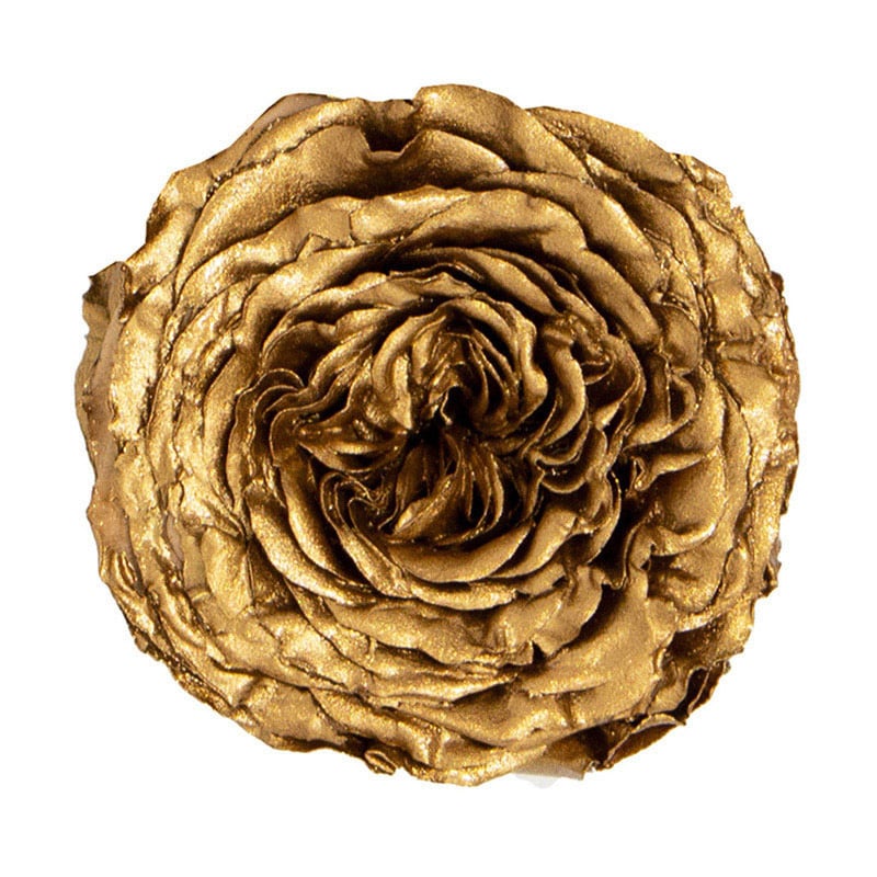 モノ・インターナショナル Primavera プリザーブドフラワー ナナガーデンローズ ゴールド 88480 1箱(ご注文単位1箱)【直送品】