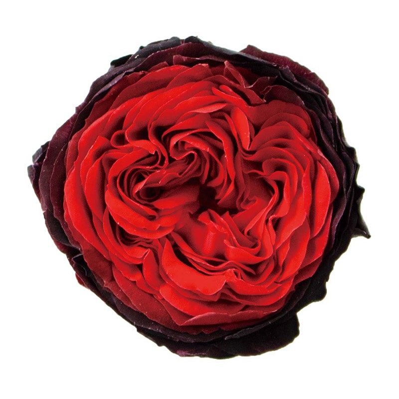 モノ・インターナショナル Primavera　プリザーブドフラワー 88519　マカロンローズ ダークチェリー 1箱（ご注文単位1箱）【直送品】