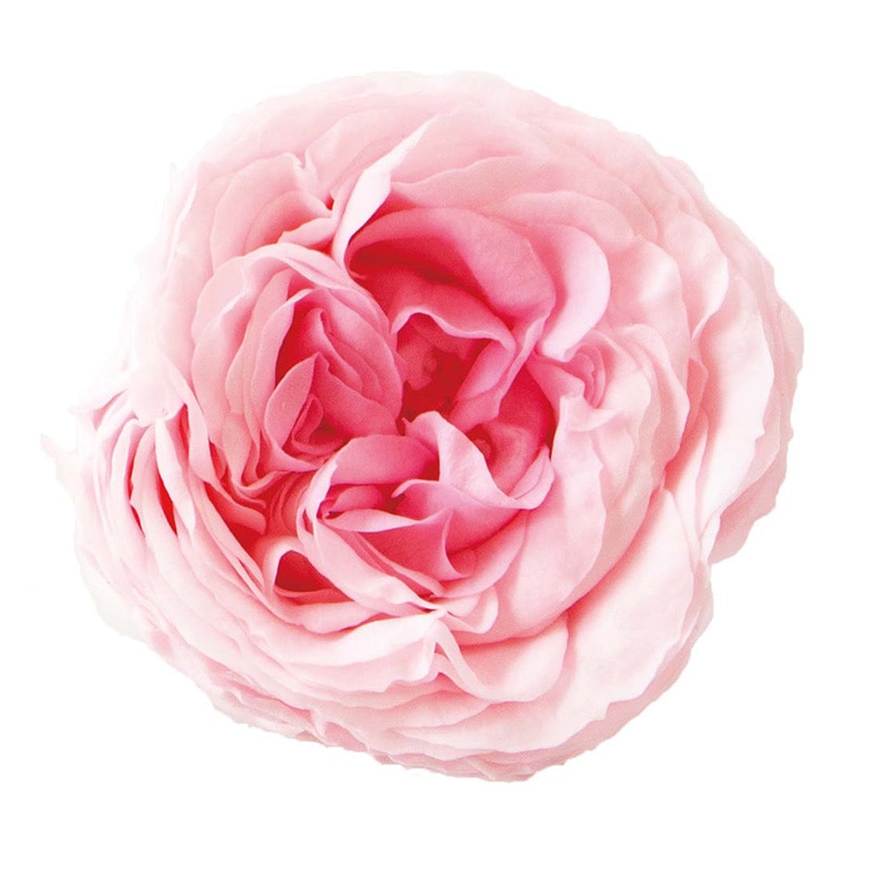 モノ・インターナショナル Primavera　プリザーブドフラワー 88522　マカロンローズ ピンクベリー 1箱（ご注文単位1箱）【直送品】