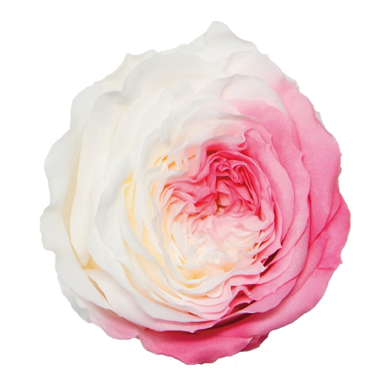 モノ・インターナショナル Primavera　プリザーブドフラワー 88540　マカロンローズ マーブルピンク 1箱（ご注文単位1箱）【直送品】