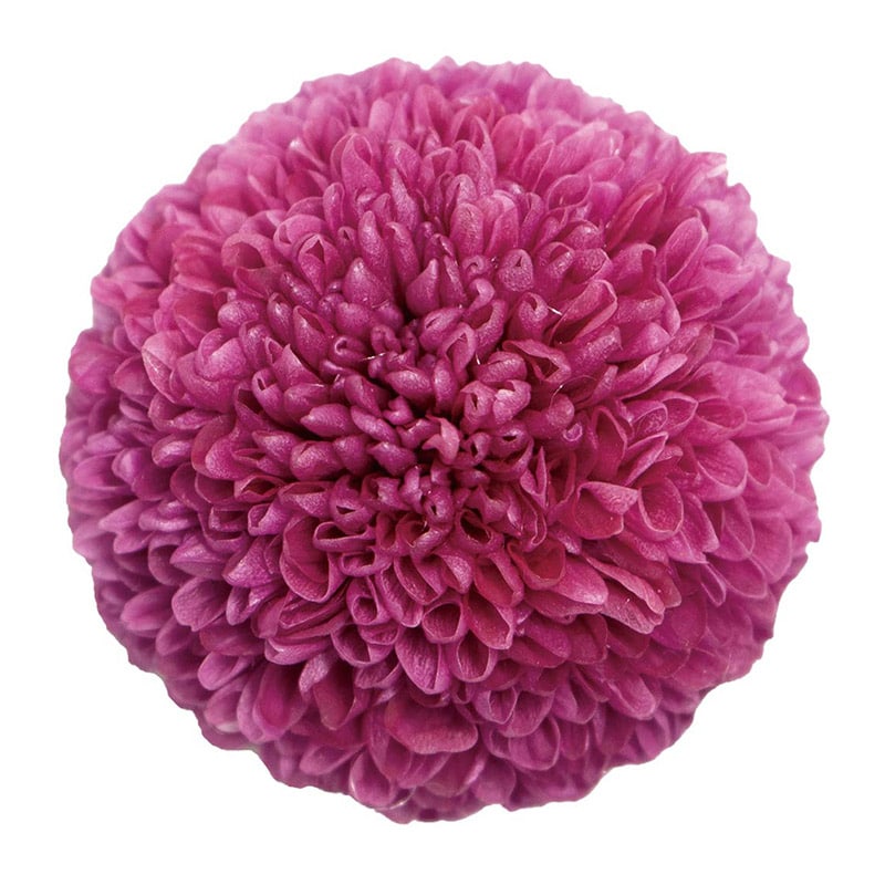 モノ・インターナショナル Primavera　プリザーブドフラワー 89115　ポンポンマム カシス 1箱（ご注文単位1箱）【直送品】