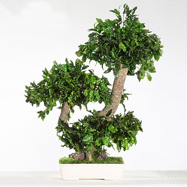 モノ・インターナショナル verdissimo　プリザーブドフラワー bpi50　Pitosporum Bonsai　50cm 1個（ご注文単位1個）【直送品】