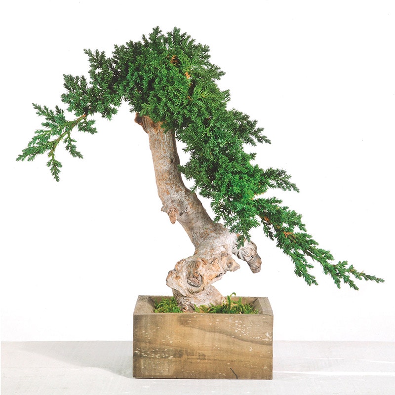 モノ・インターナショナル verdissimo　プリザーブドフラワー BVJ／S25　盆栽 ウノ・ステーロ 1個（ご注文単位1個）【直送品】