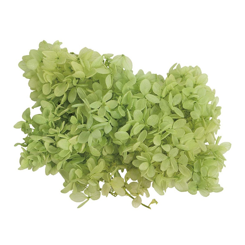 モノ・インターナショナル MONO　プリザーブドフラワー GPP-13　ピラミッドアジサイ マスカット 1箱（ご注文単位1箱）【直送品】