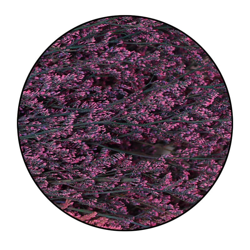 モノ・インターナショナル MONO　プリザーブドフラワー GPS-03　ブルファンスターチス キャンデイピンクグレイ 1束（ご注文単位1束）【直送品】