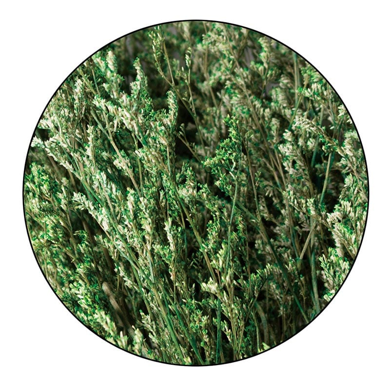 モノ・インターナショナル MONO　プリザーブドフラワー GPS-06　ブルファンスターチス グリーン 1束（ご注文単位1束）【直送品】