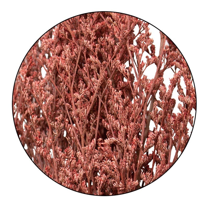 モノ・インターナショナル MONO　プリザーブドフラワー GPS-07　ブルファンスターチス レッド 1袋（ご注文単位1袋）【直送品】