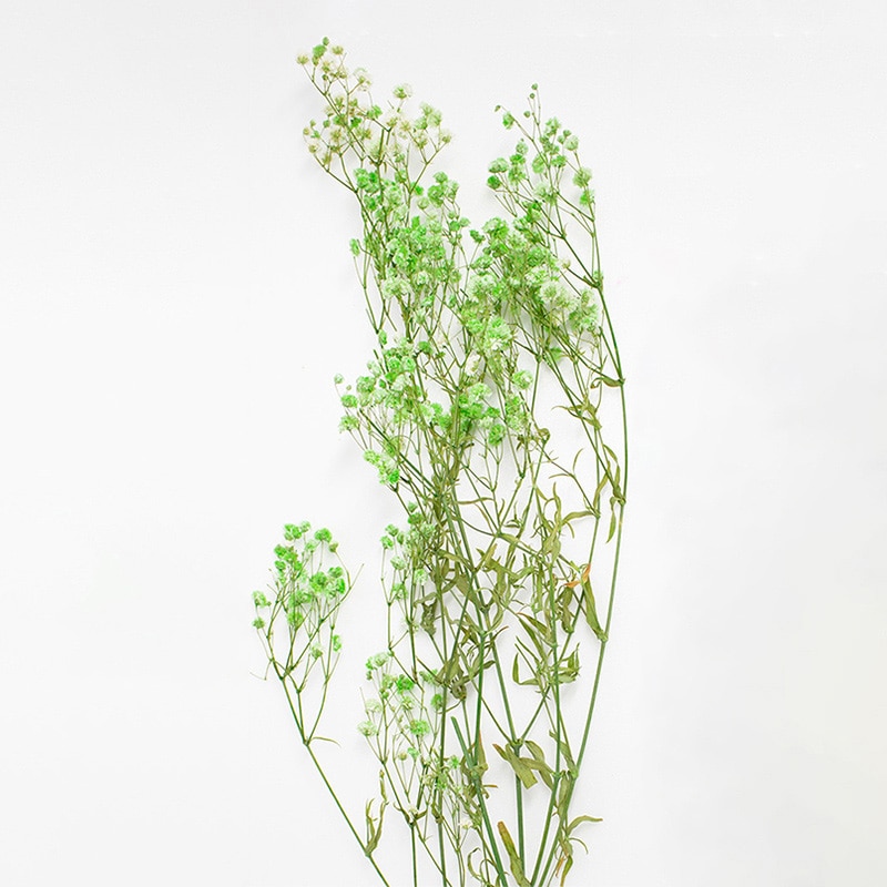 モノ・インターナショナル MONO プリザーブドフラワー GPカスミ草 ミントグリーン GPGE-03 1束(ご注文単位1束)【直送品】