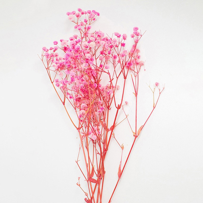 モノ・インターナショナル MONO プリザーブドフラワー GPカスミ草 スウィートピンク GPGE-12 1束(ご注文単位1束)【直送品】