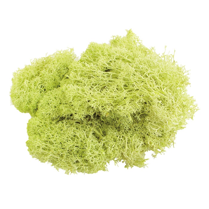 モノ・インターナショナル MONO　プリザーブドフラワー GPM-02　アイランドモス クリアグリーン 1袋（ご注文単位1袋）【直送品】