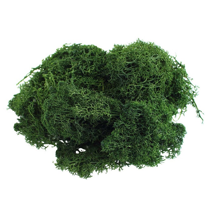 モノ・インターナショナル MONO　プリザーブドフラワー GPM-03　アイランドモス ディープフォレスト 1袋（ご注文単位1袋）【直送品】