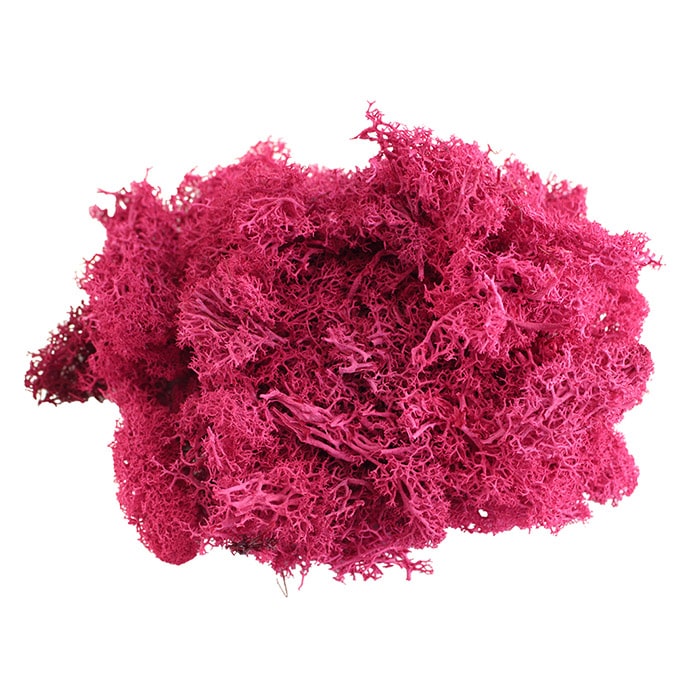 モノ・インターナショナル MONO　プリザーブドフラワー GPM-04　アイランドモス マゼンタ 1袋（ご注文単位1袋）【直送品】