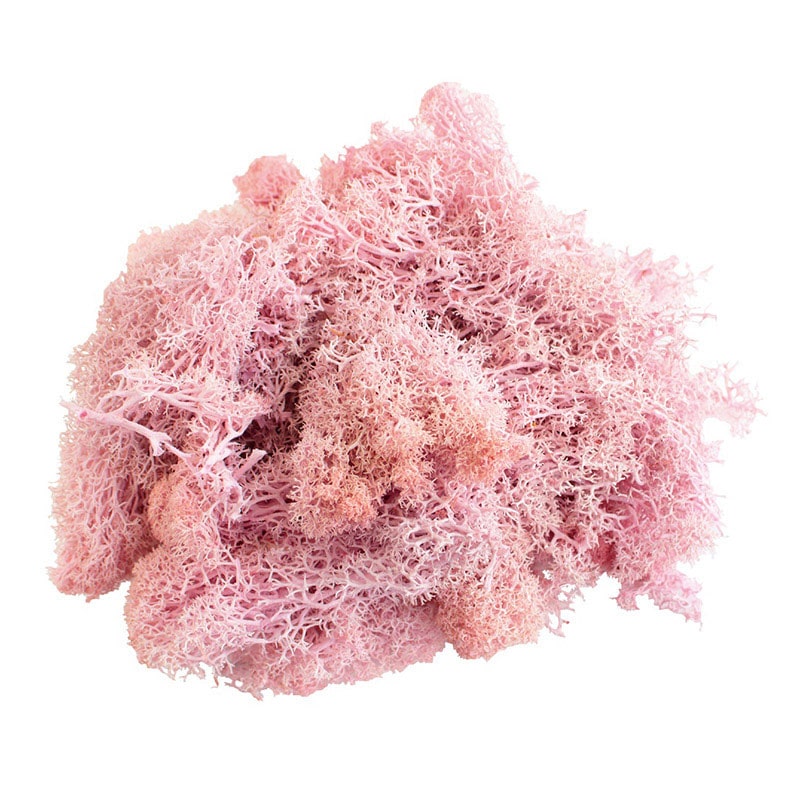 モノ・インターナショナル MONO　プリザーブドフラワー GPM-06　アイランドモス ピンク 1袋（ご注文単位1袋）【直送品】