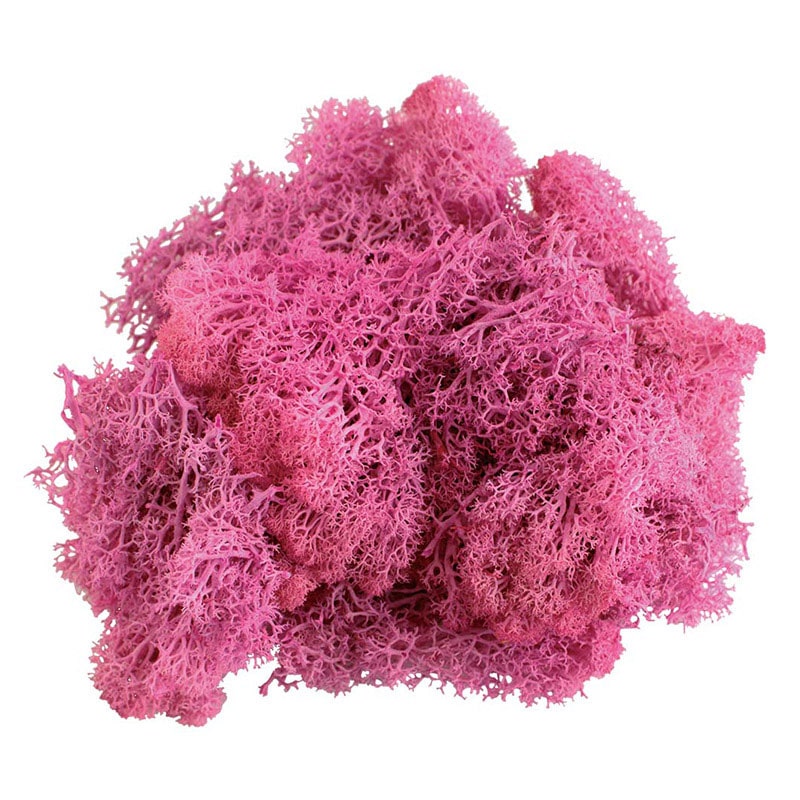 モノ・インターナショナル MONO　プリザーブドフラワー GPM-07　アイランドモス カシスピンク 1袋（ご注文単位1袋）【直送品】